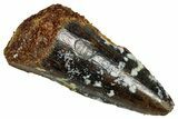 Juvenile Fossil Spinosaurus Tooth - Real Dinosaur Tooth #348712-1